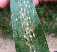 green leaf with brown spots 